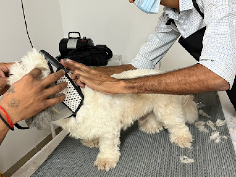 nearest vet clinic in Noida